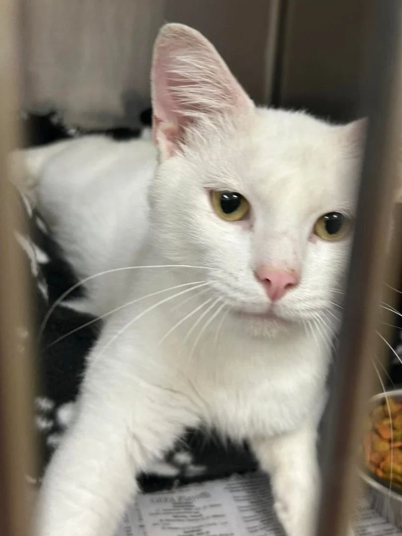 Bedford County Humane Society (Bedford, PA)