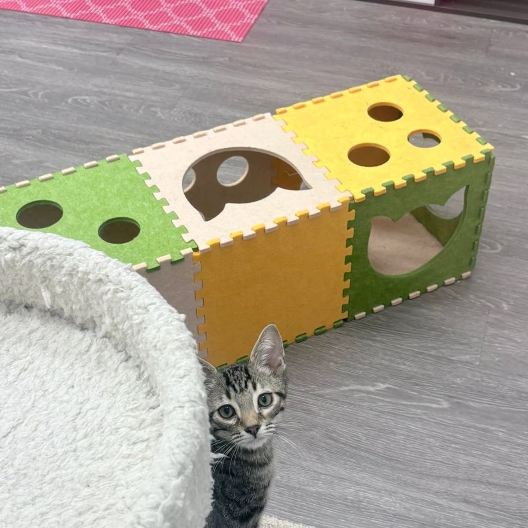 BCC Adoption Center in Pets Supplies plus copy.jpg