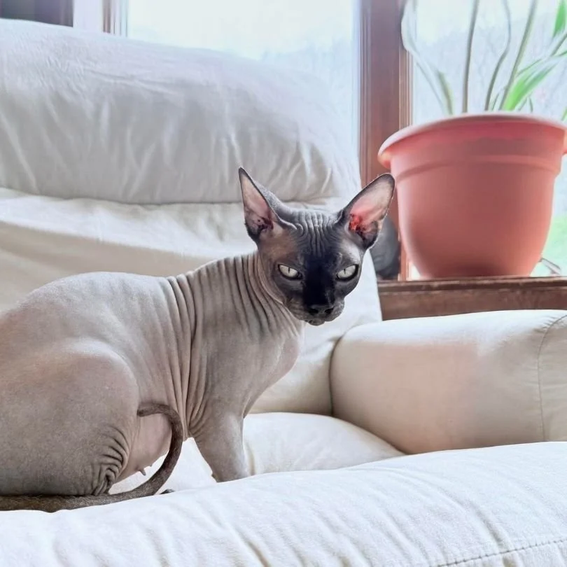 pickles the cat Hamburg pa .jpg