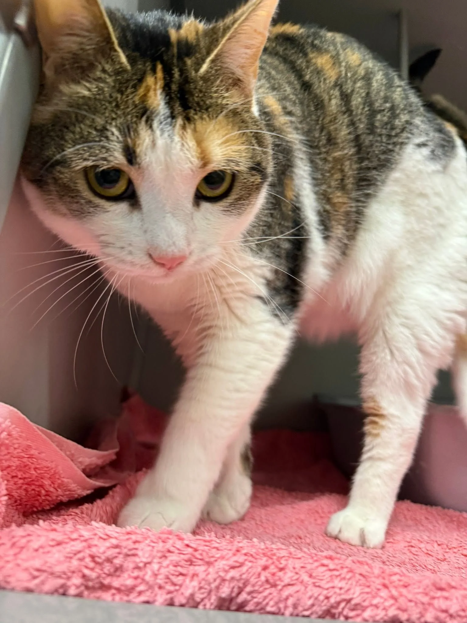 Dessin Animal Shelter SpayNeuter Voucher Program (Honesdale  Wayne County, PA)