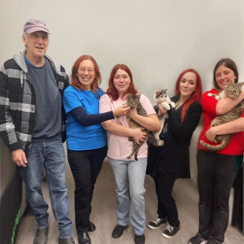 Berks Community Cats Online Auction Raises Over $3,100 for Cats