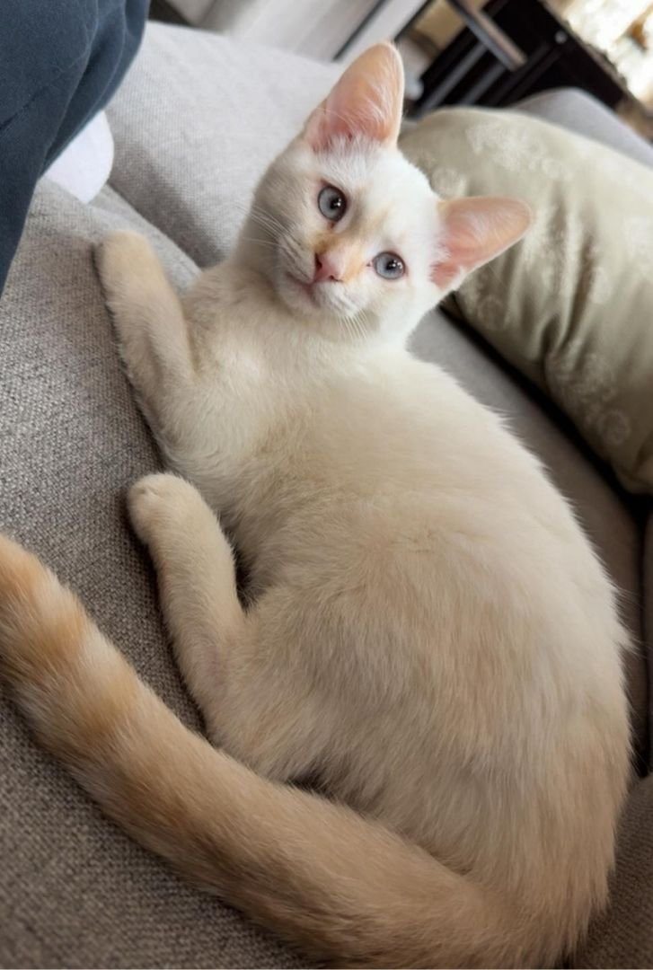 Palmerton Cat Project (Palmerton Area School District  Carbon County, PA)