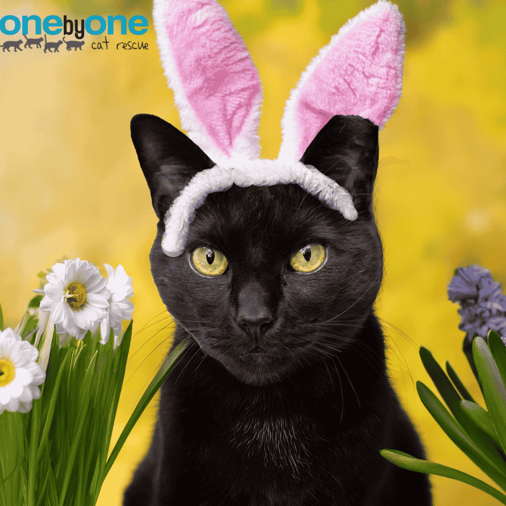 Black cat wearing pink bunny ears headband amid spring flowers against a yellow background.