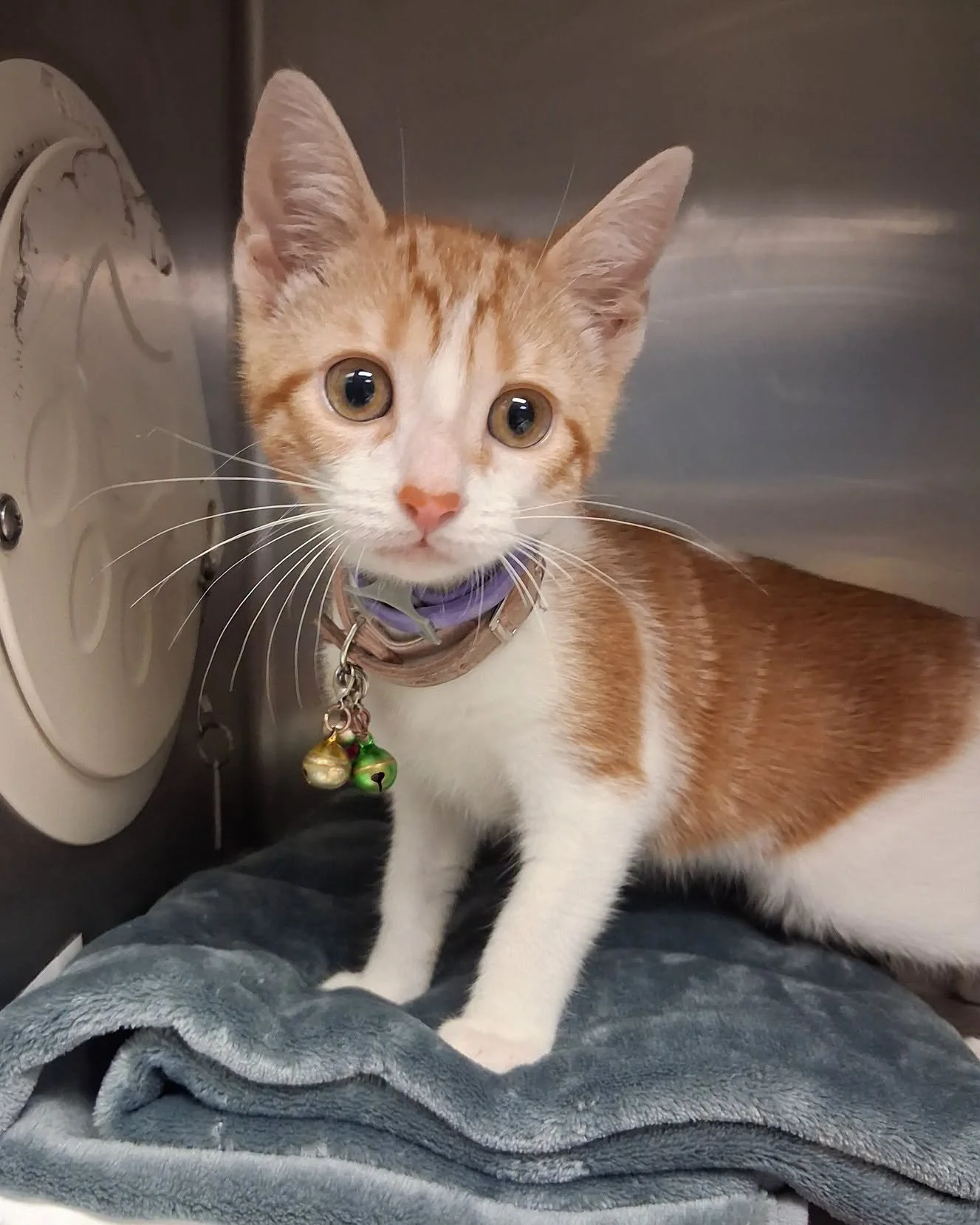Pennsylvania SPCA – Central PA Center (Danville  Montour County, PA)