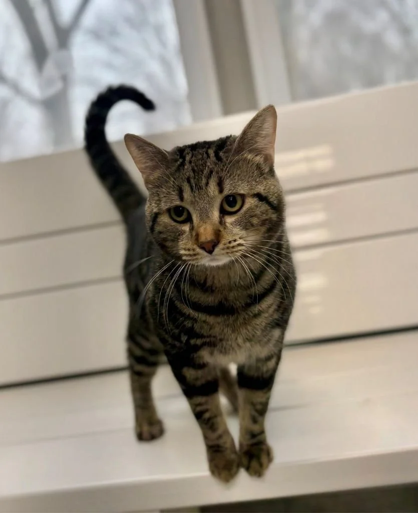 Crawford County Humane Society (Crawford County)