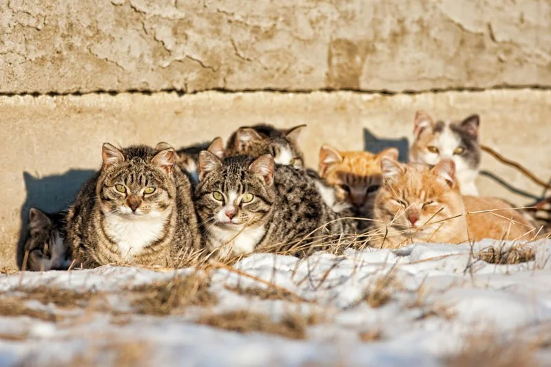 Feral-cats.jpg