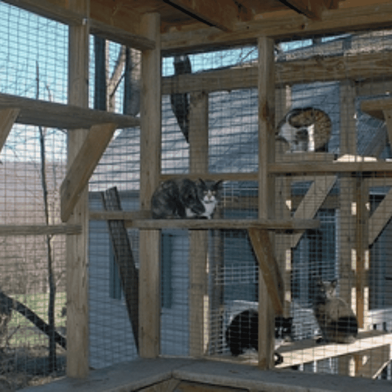 the best little cathouse in pa (1).png