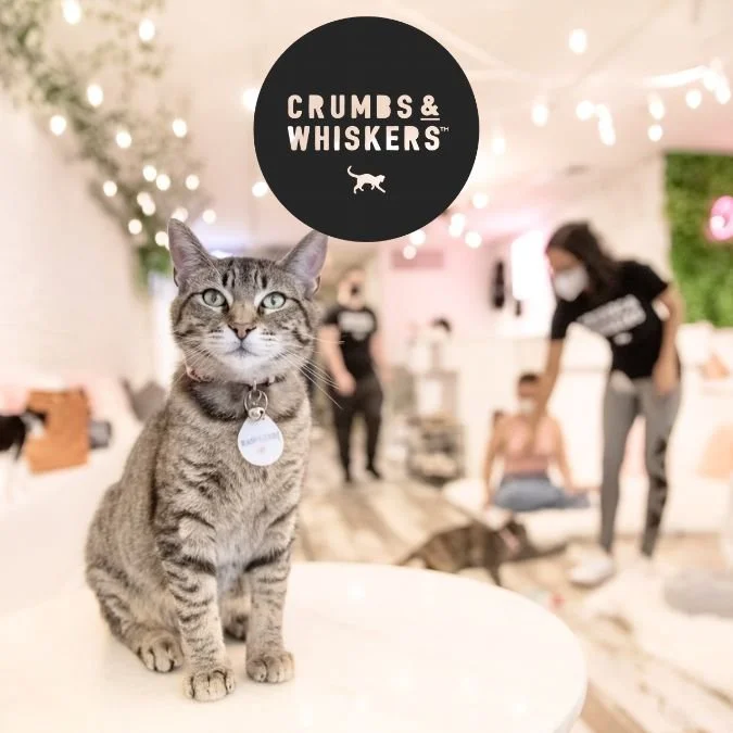 crumb & whiskers cat cafe washington DC and Los angles.jpg