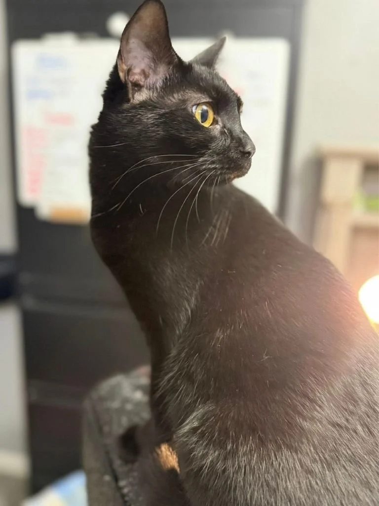 Cameron County SPCA (Emporium  Cameron County, PA)