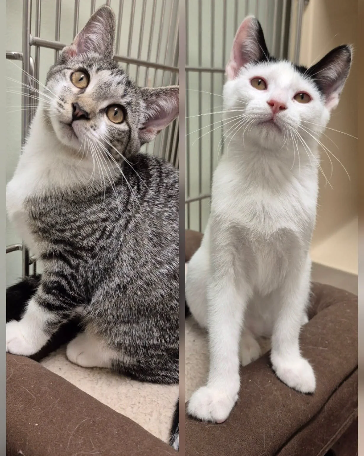 Second Chance Animal Sanctuaries (Tioga, PA  Tioga County, PA)