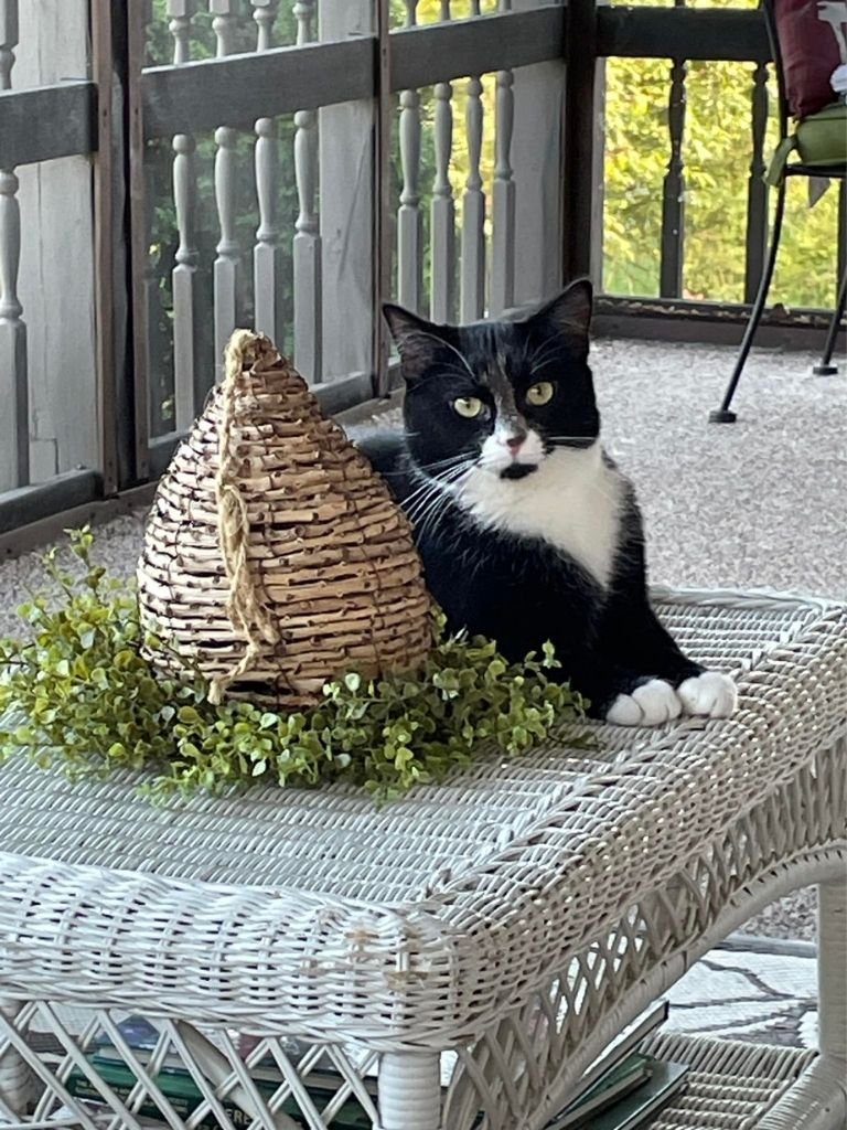 Operation Spay Neuter, Inc. (Butler County, PA)