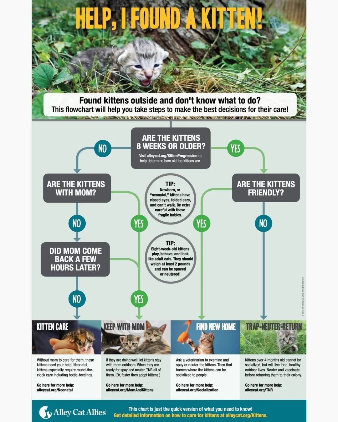 help I found a kitten.jpg