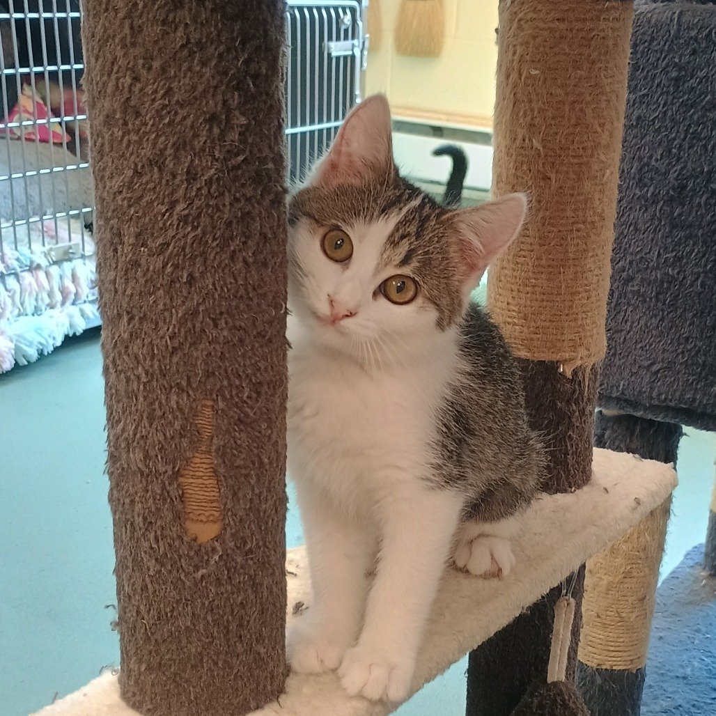 McKean County SPCA  (Bradford, PA)