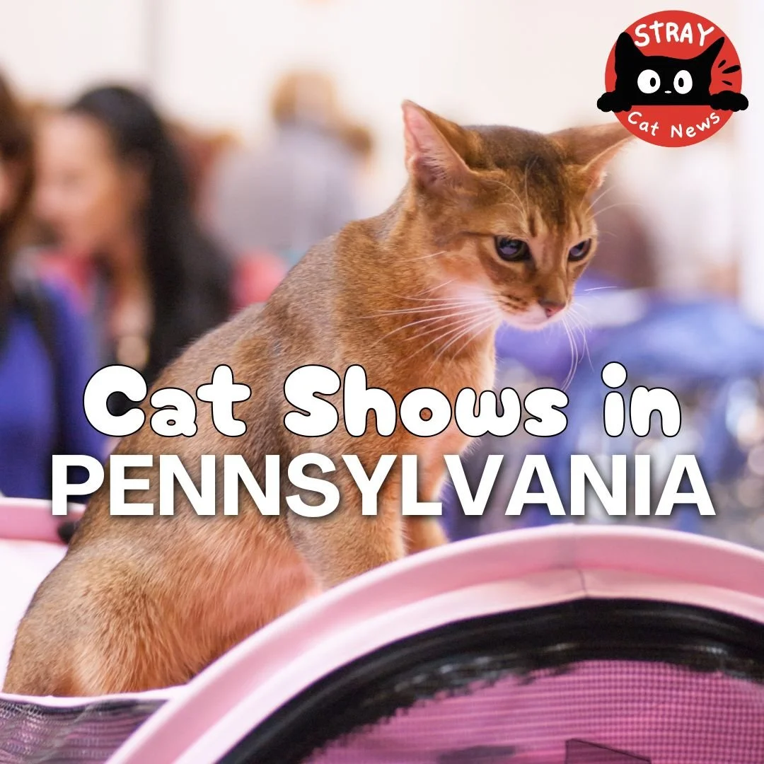 Cat Shows in Pennsylvania: Where to See Them in 2026