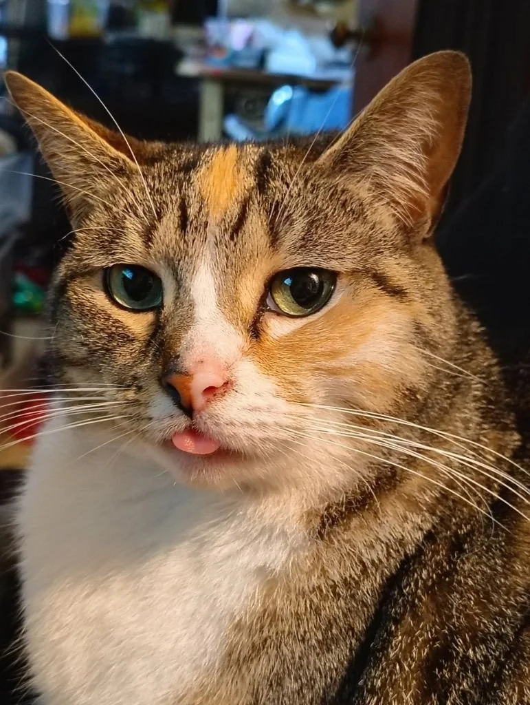 Animals Matter of Clearfield County, Inc. (City, PA)