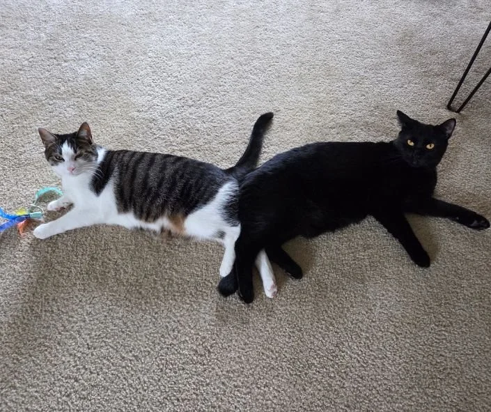piston and her bestie after being adopted.jpg