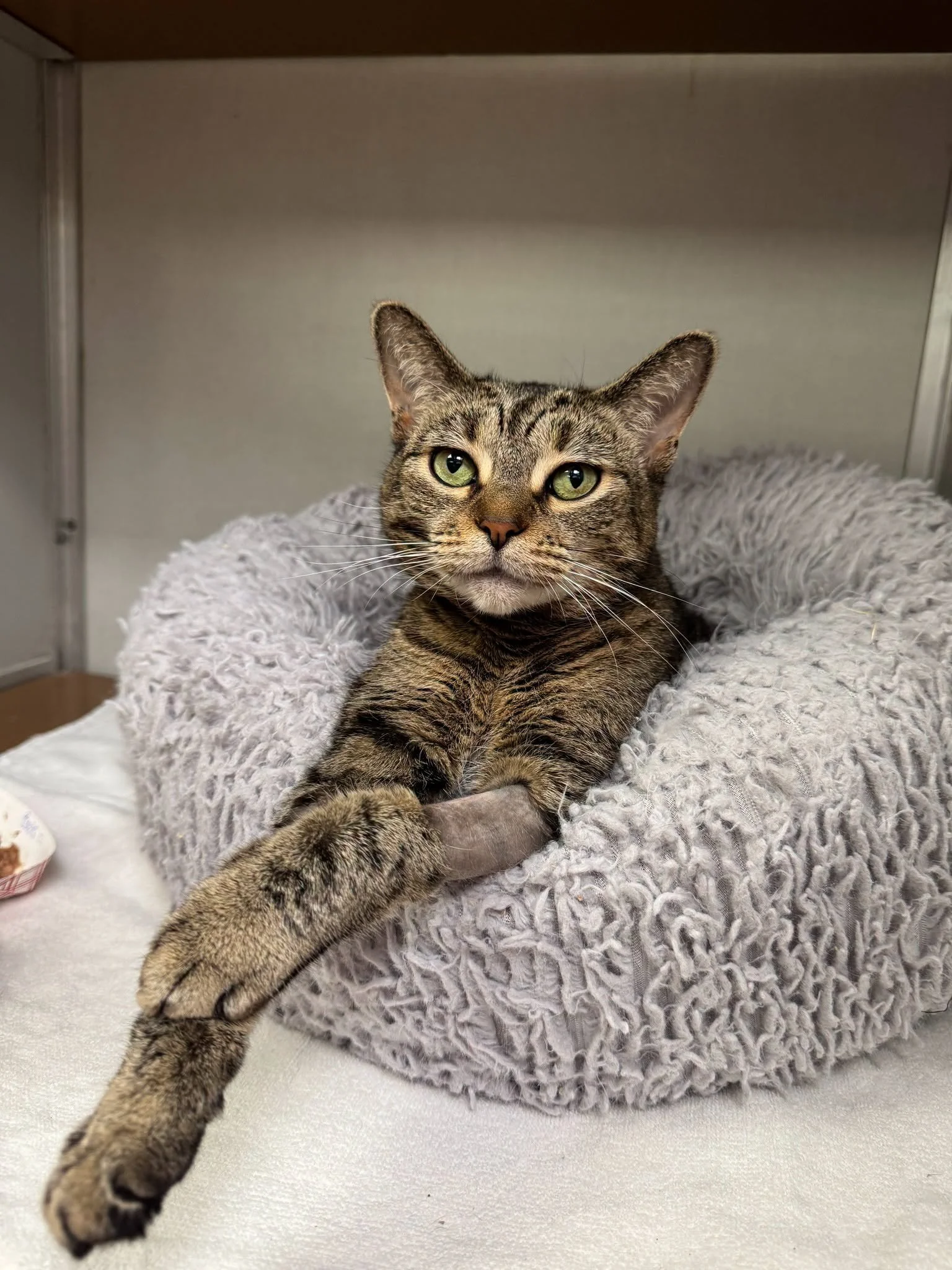 Pennsylvania SPCA Danville Spay & Neuter Clinic (Danville, PA)