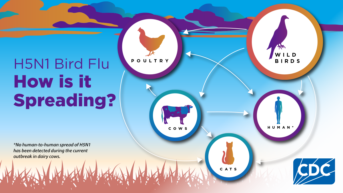 California Cat Euthanized After Bird Flu From Raw Cat Food β What Pet Parents Need to Know