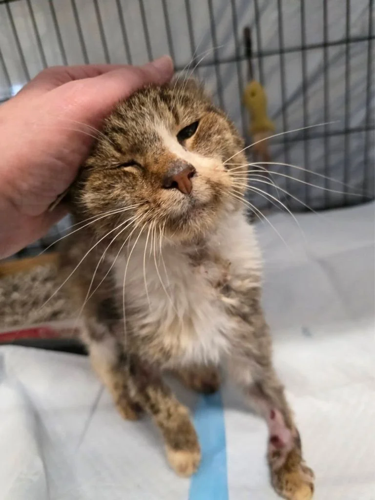 PAWS Low-Cost SpayNeuter Program (Harrisburg area – serves Cumberland County, PA)