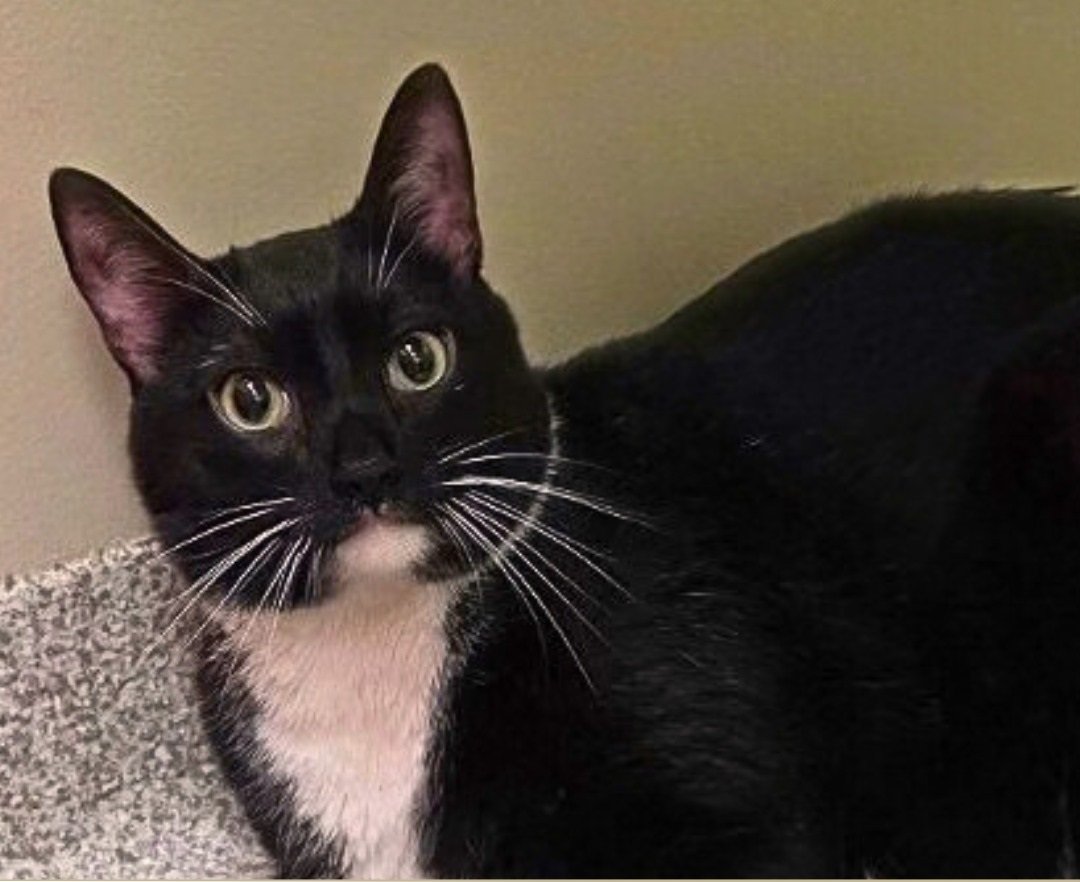 Pet Pantry of Lancaster County (Lancaster, PA)