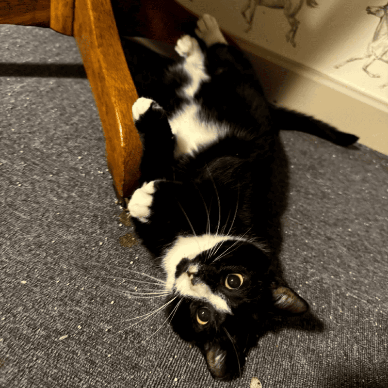 Meet the Local Legends of Eliannie Animal Rescue PA
