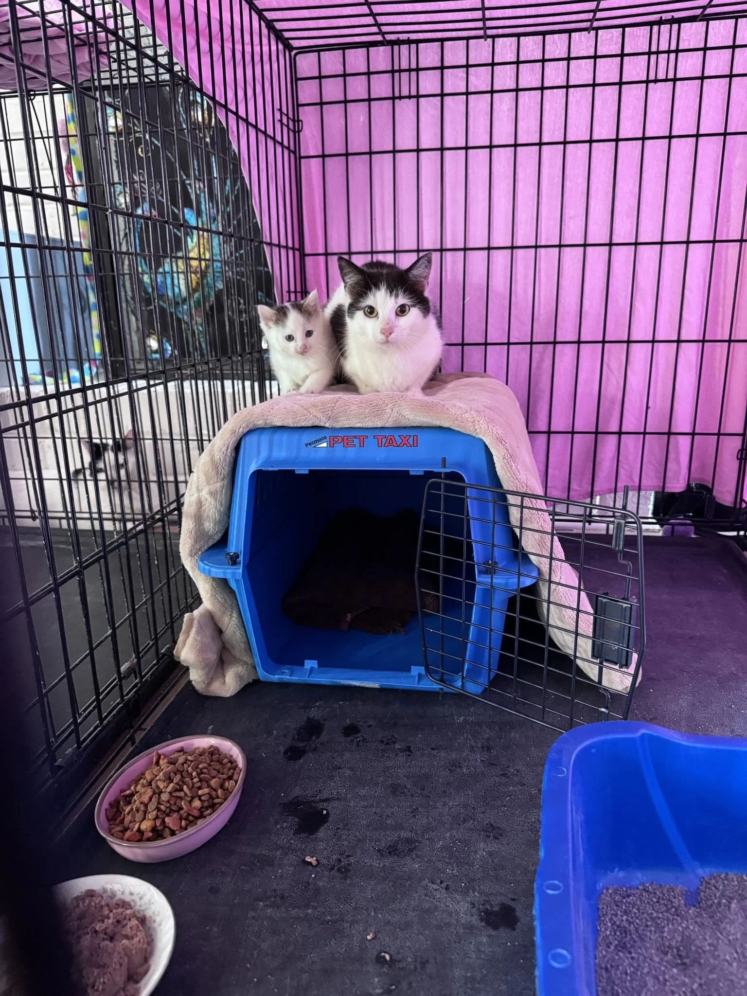 New Cattitude (Serving Montgomery County, PA)