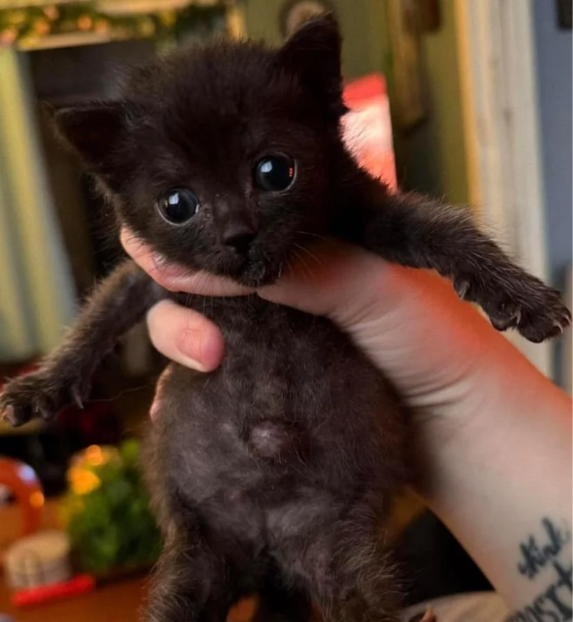 Tiny Paws NICU (Altoona  Blair County, PA)