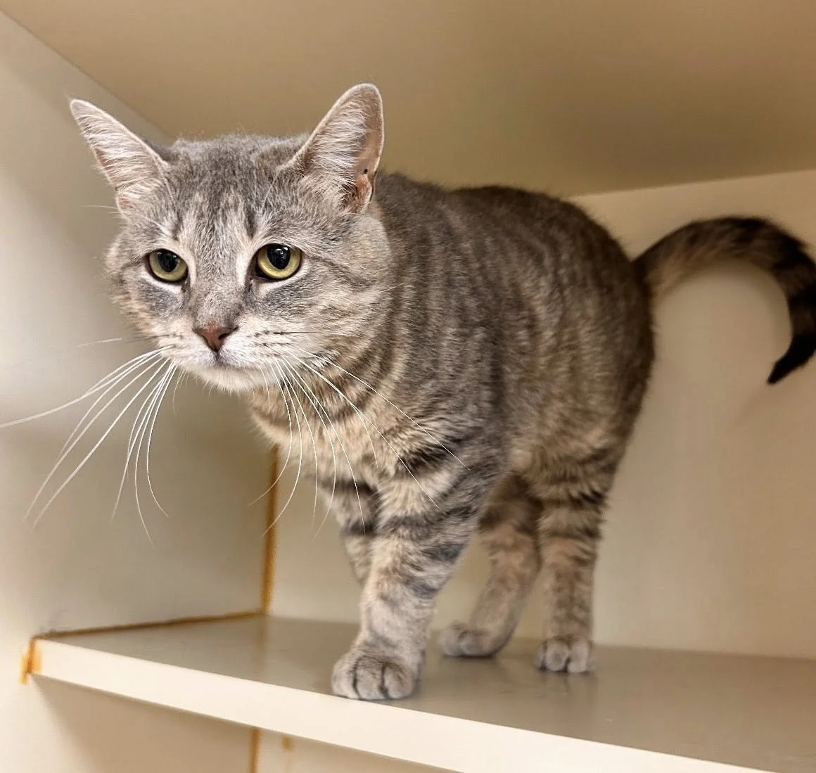 Humane Society of Lebanon County (Myerstown  Lebanon County, PA)