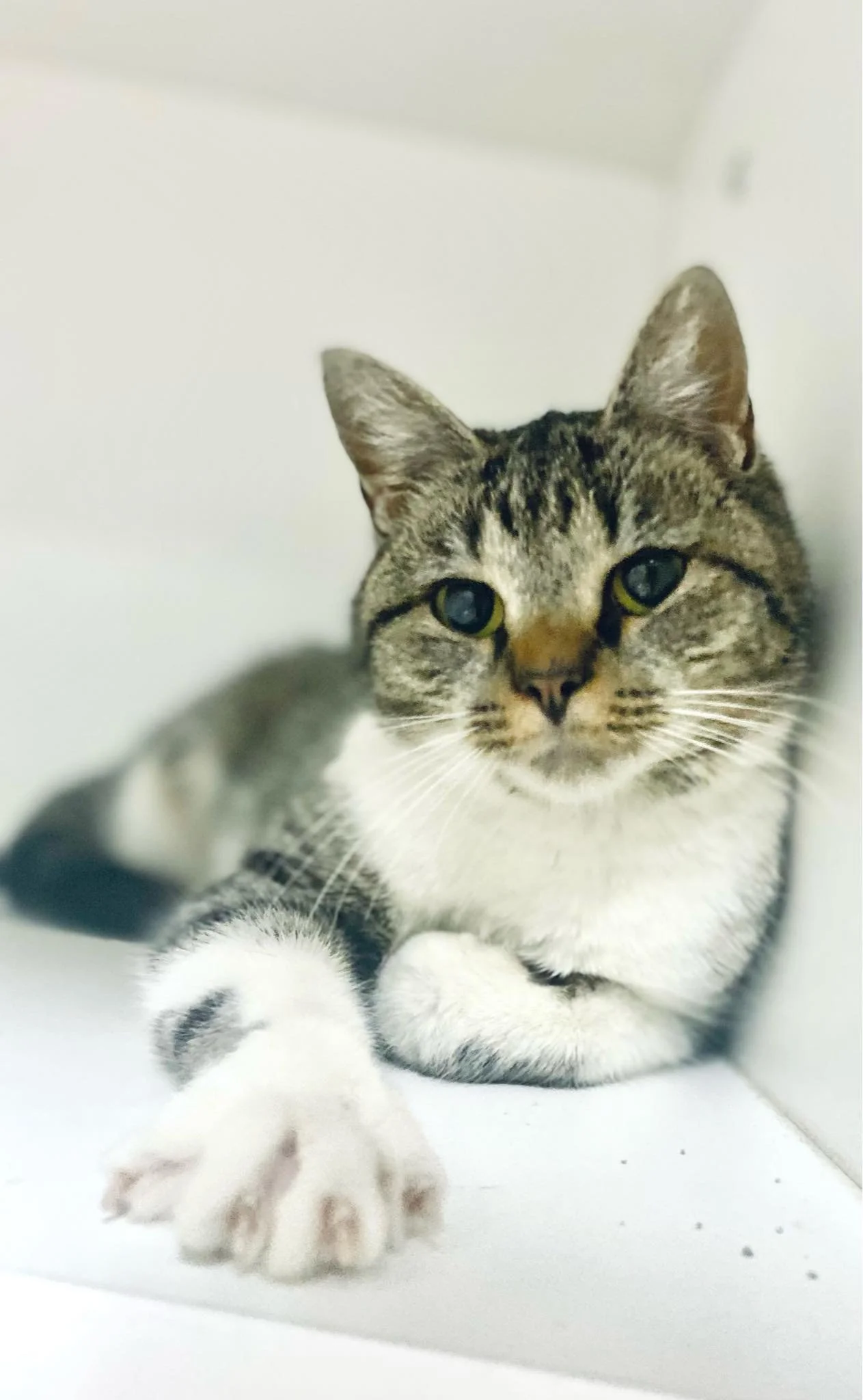 Precious Paws Community Cats (Lancaster County, PA)