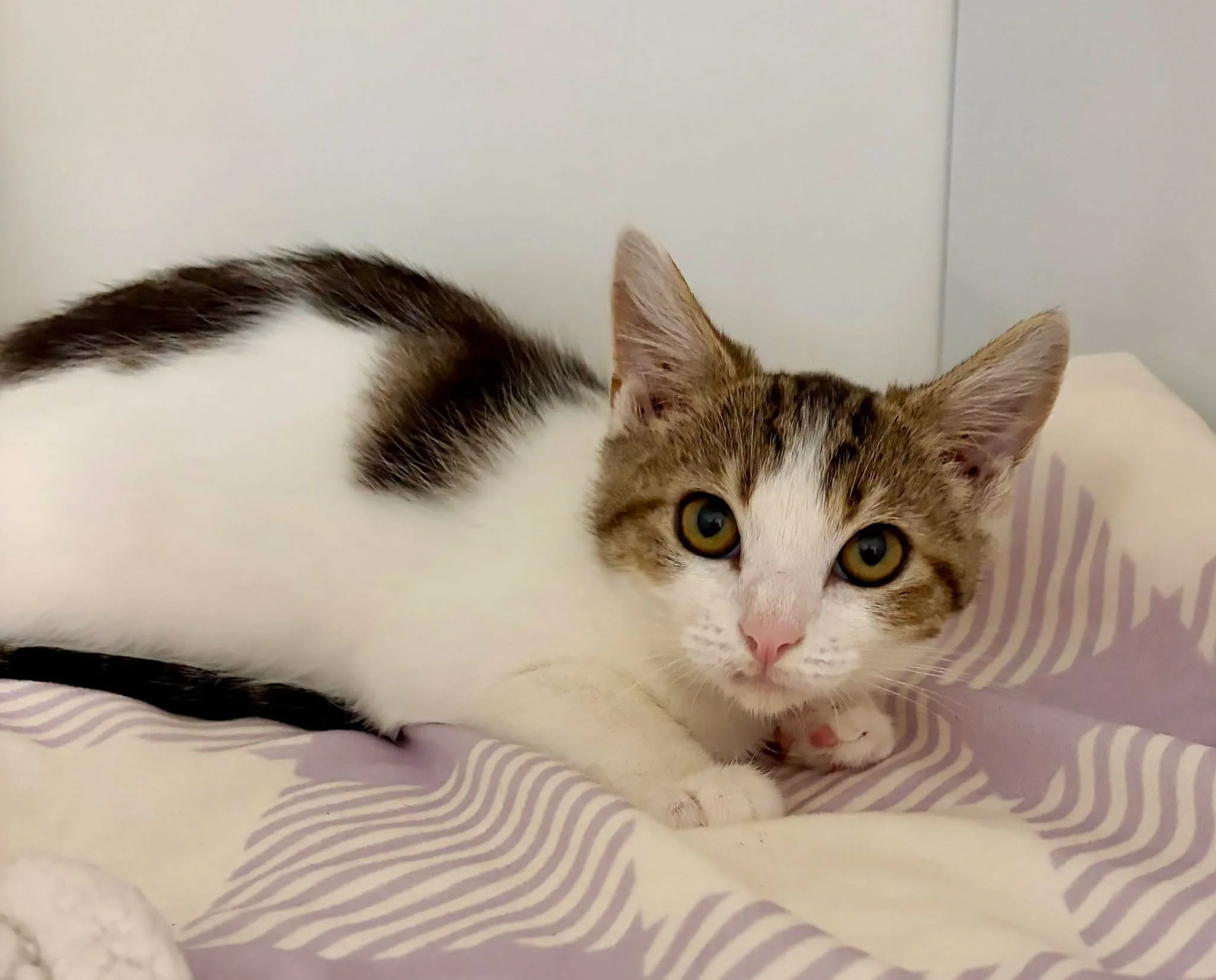 Washington Area Humane Society (Eighty Four  Washington County, PA)