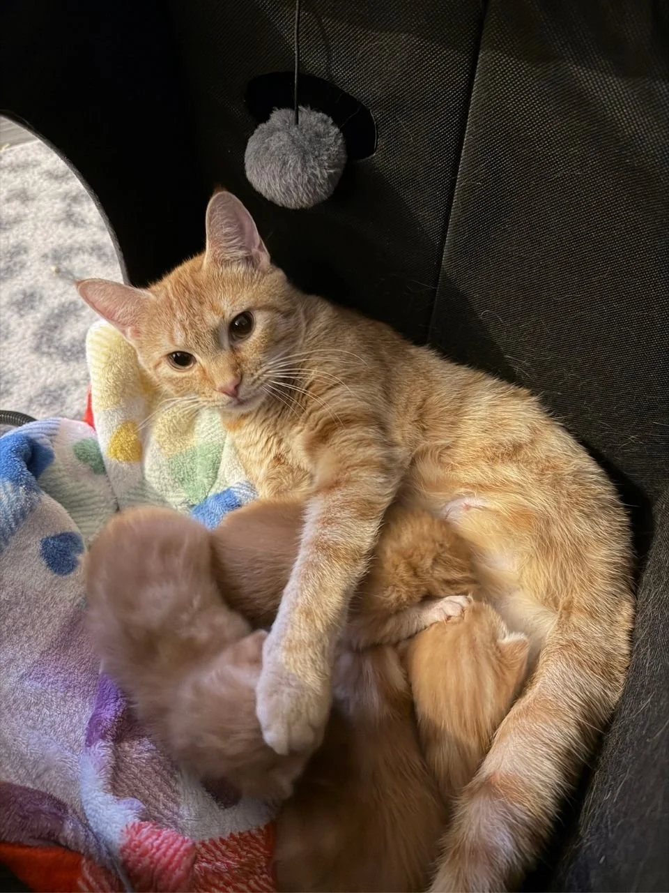 If Cats Ruled The World Feline Rescue (Beaver Falls  Beaver County, PA)