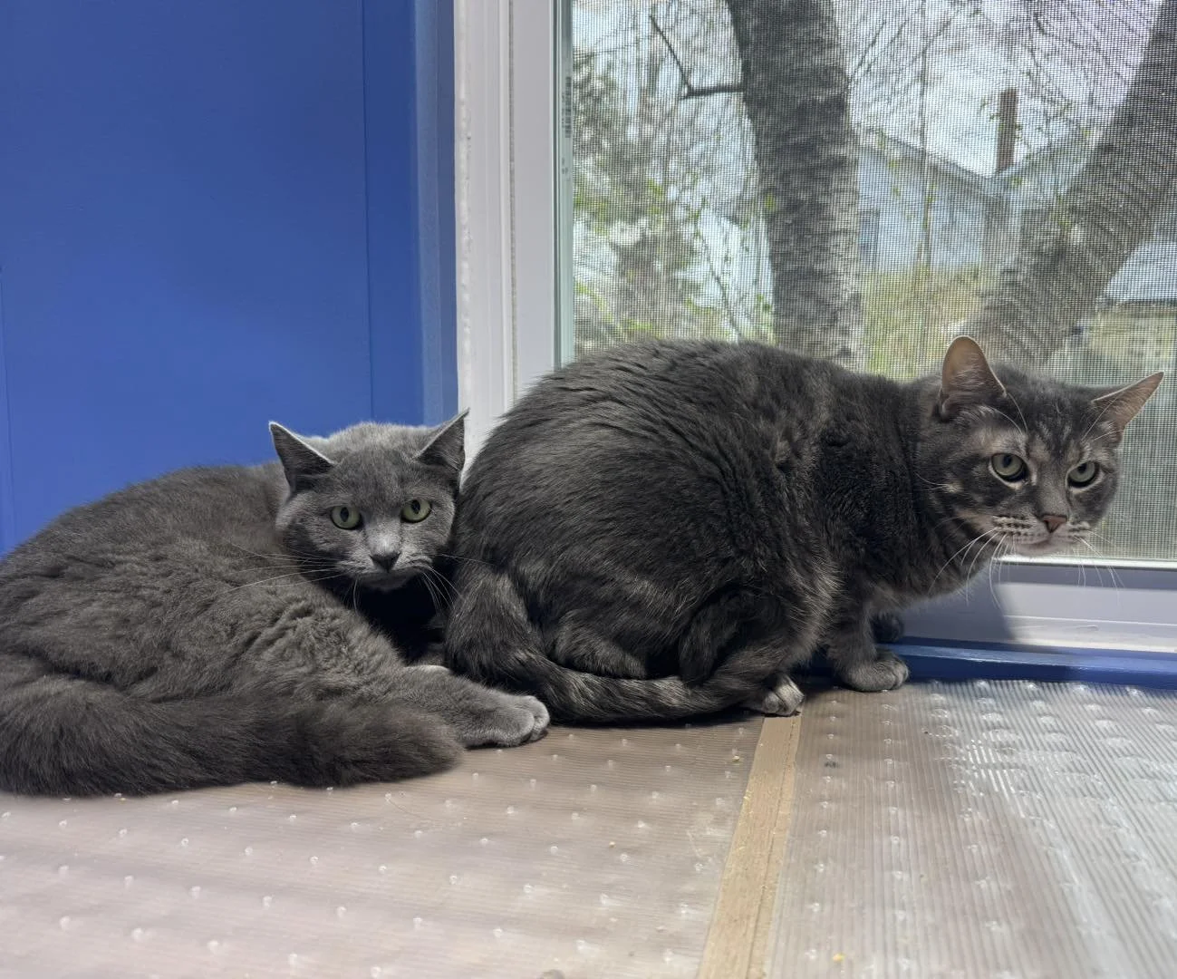 Orphan Angels Cat Sanctuary and Adoption Center (Erie, PA)