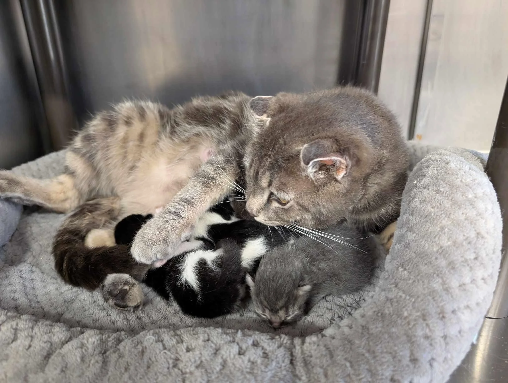 Pike County Humane Society (Pike County, PA)