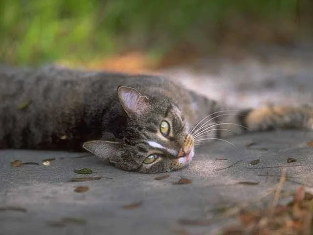SUN P.E.T.S. SpayNeuter Program (Lewisburg  Union County, PA)