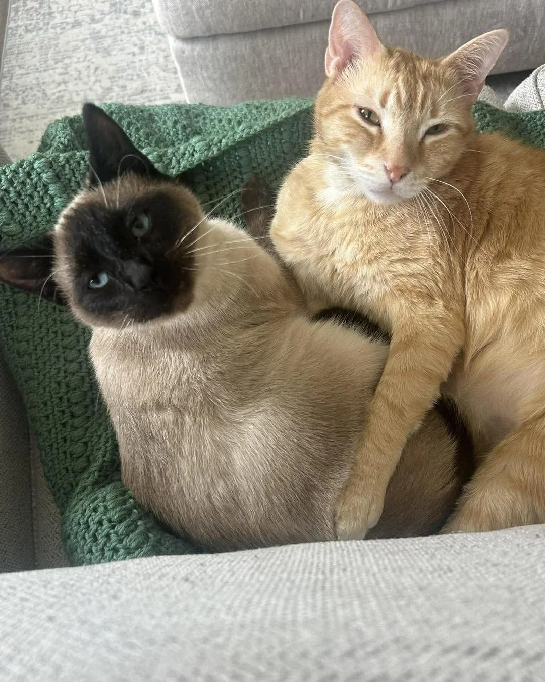 SPCA of Luzerne County (Luzerne County, PA)