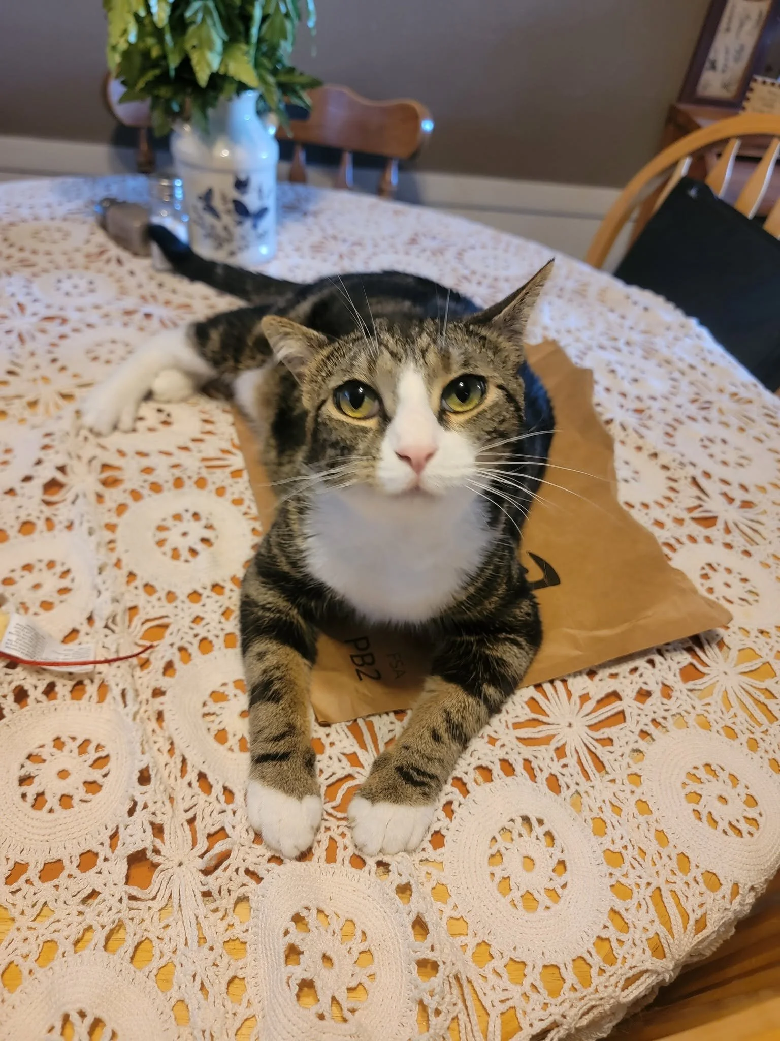 Humane Society of Lebanon County (Myerstown, PA)