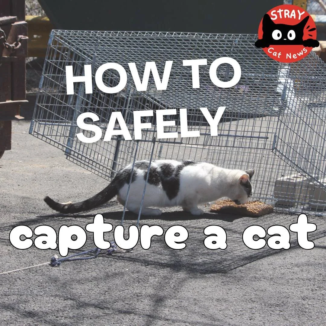 How Do I Safely Capture a Stray Cat?