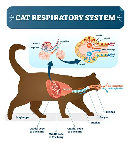 cat-respiratory-system-illustration.jpg.webp