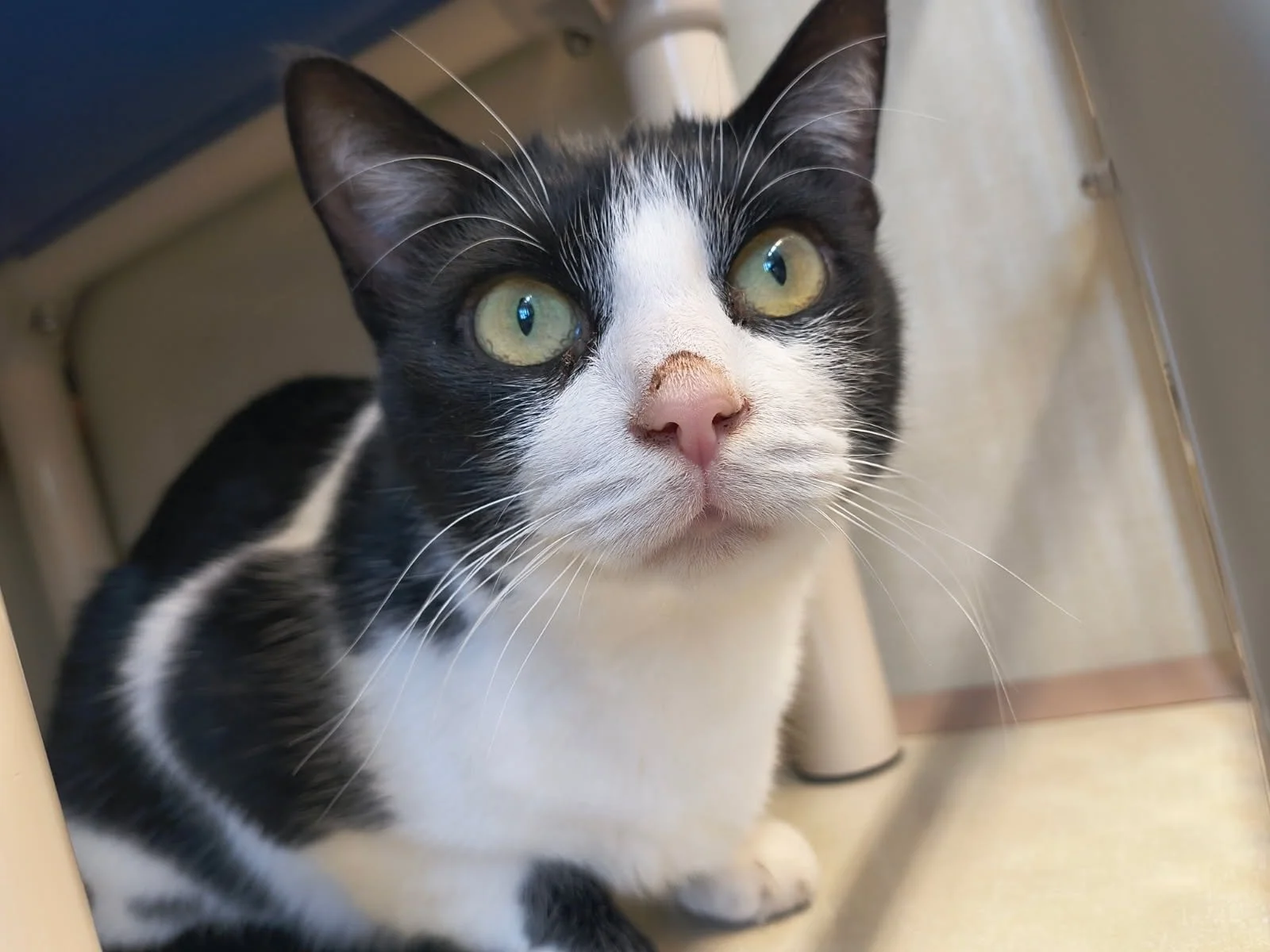 Elk County Humane Society (St. Marys, PA  Elk County)