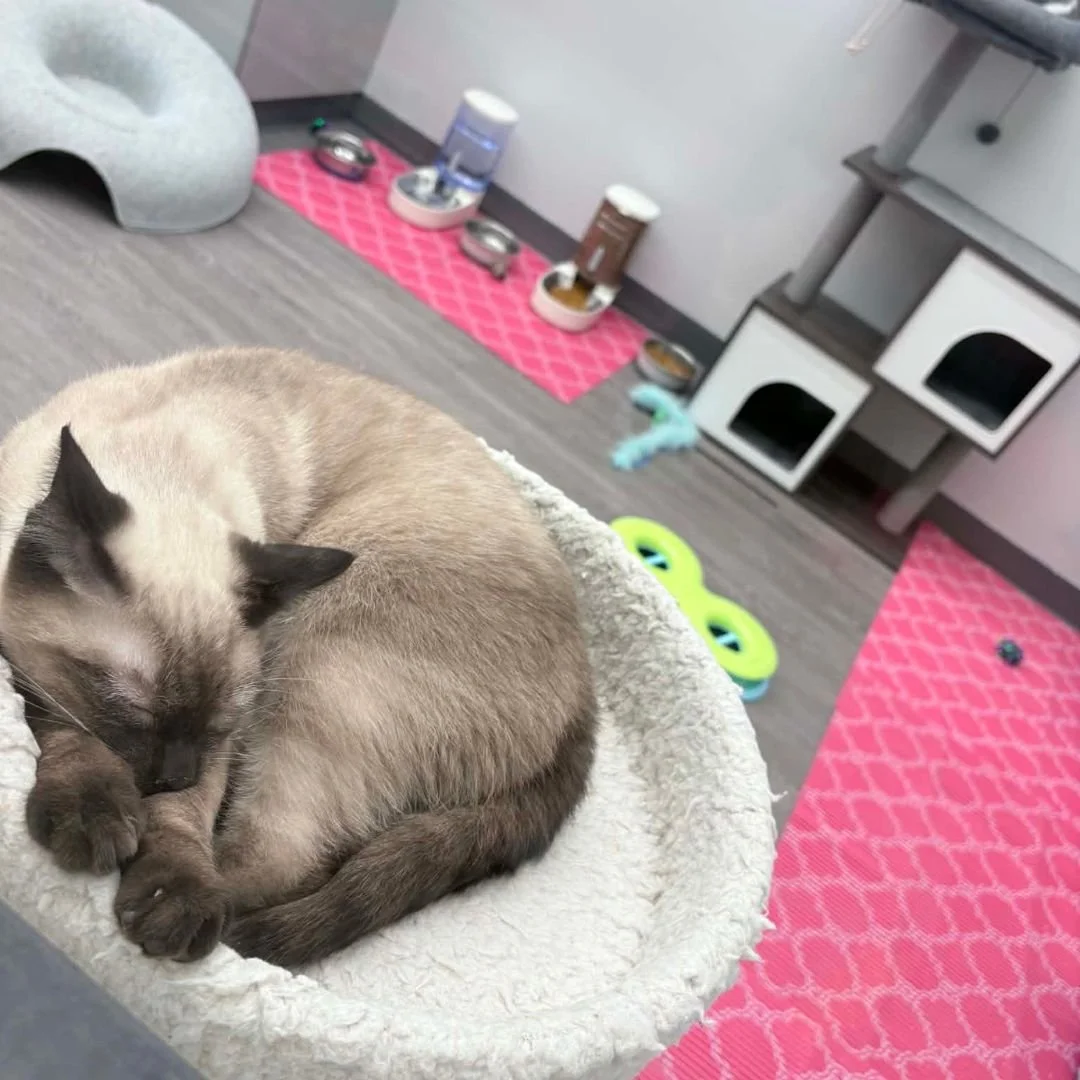 BCC Adoption Center in Pets Supplies plus (2).jpg
