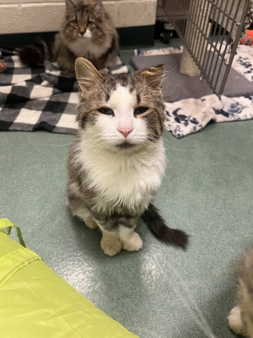 Lycoming County SPCA (Lycoming County, PA)