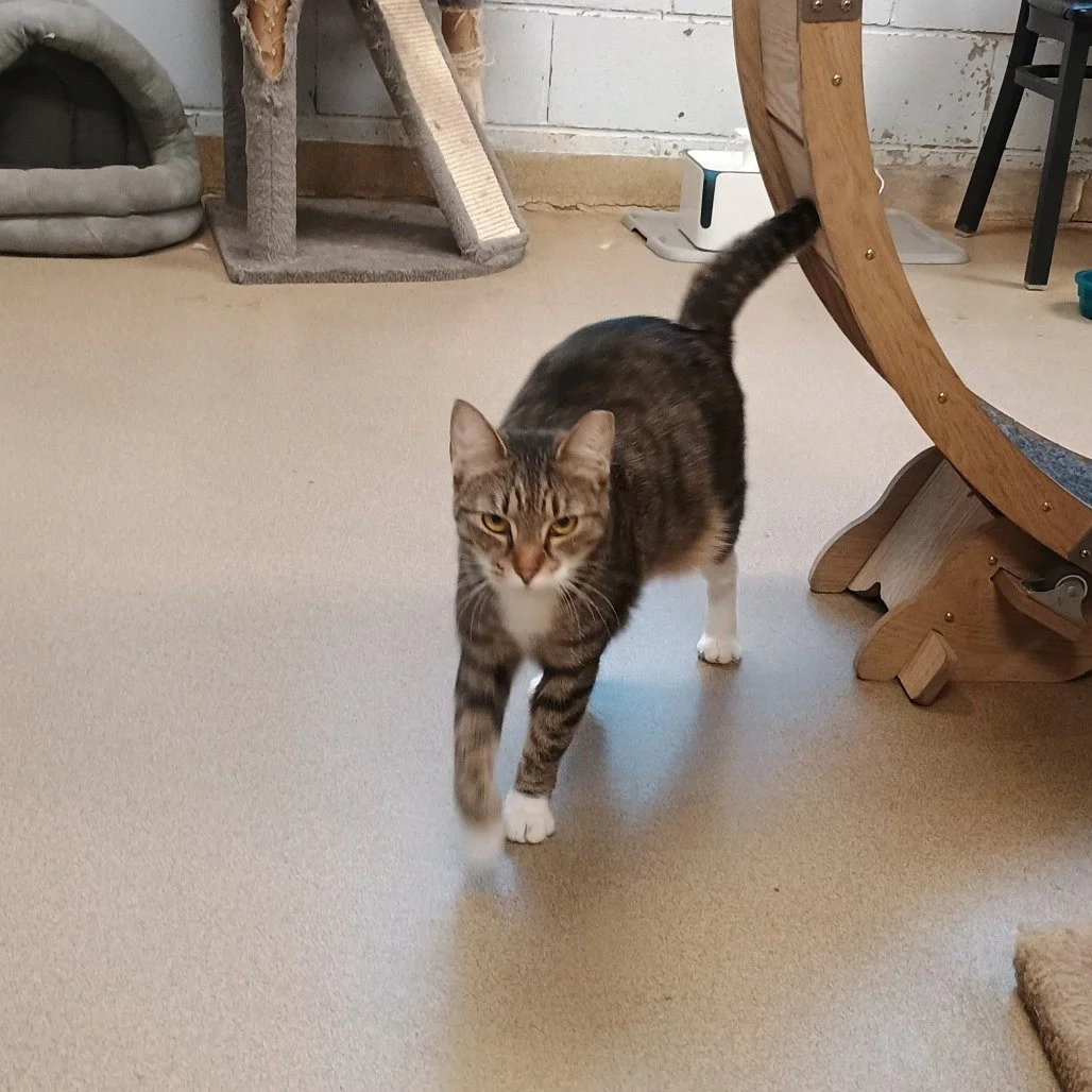 McKean County SPCA (Bradford, PA)