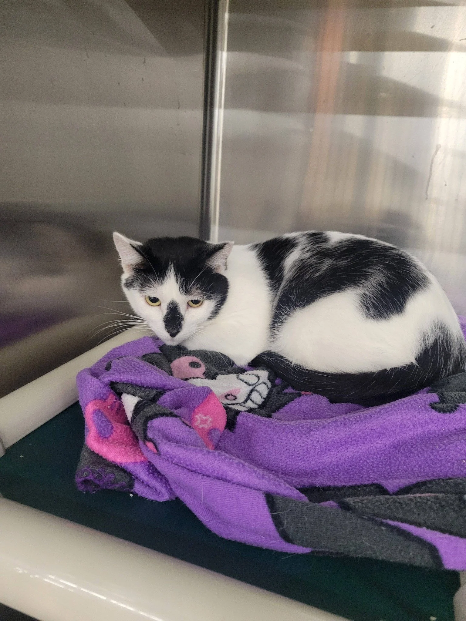 Nobody’s Cats Foundation (Camp Hill  Serves Fulton County)