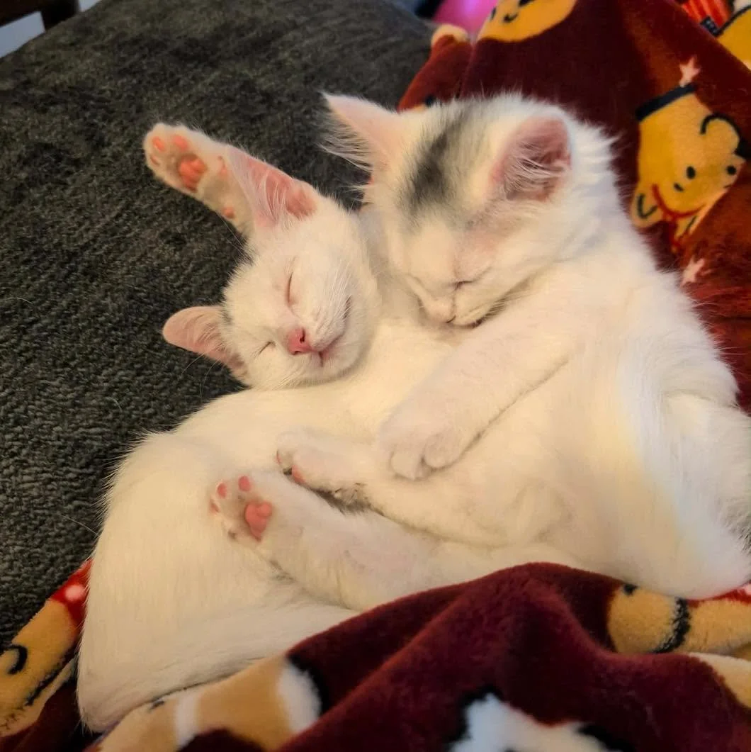 Precious Paws Animal Rescue (Venango County, PA)