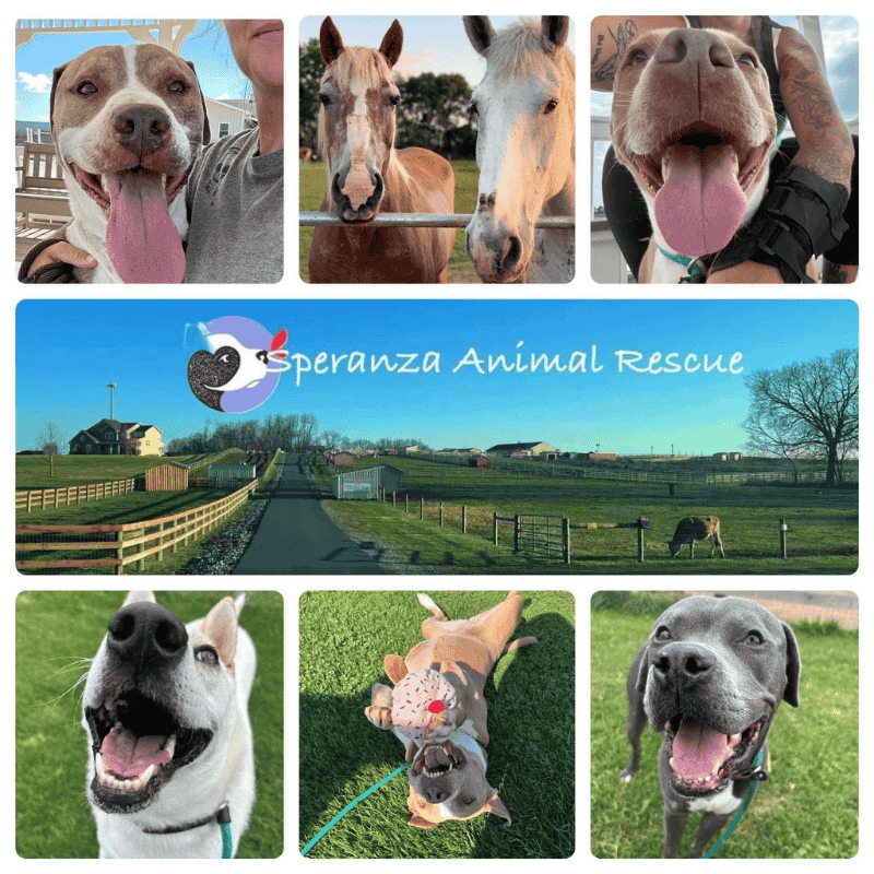 Speranza Animal Rescue