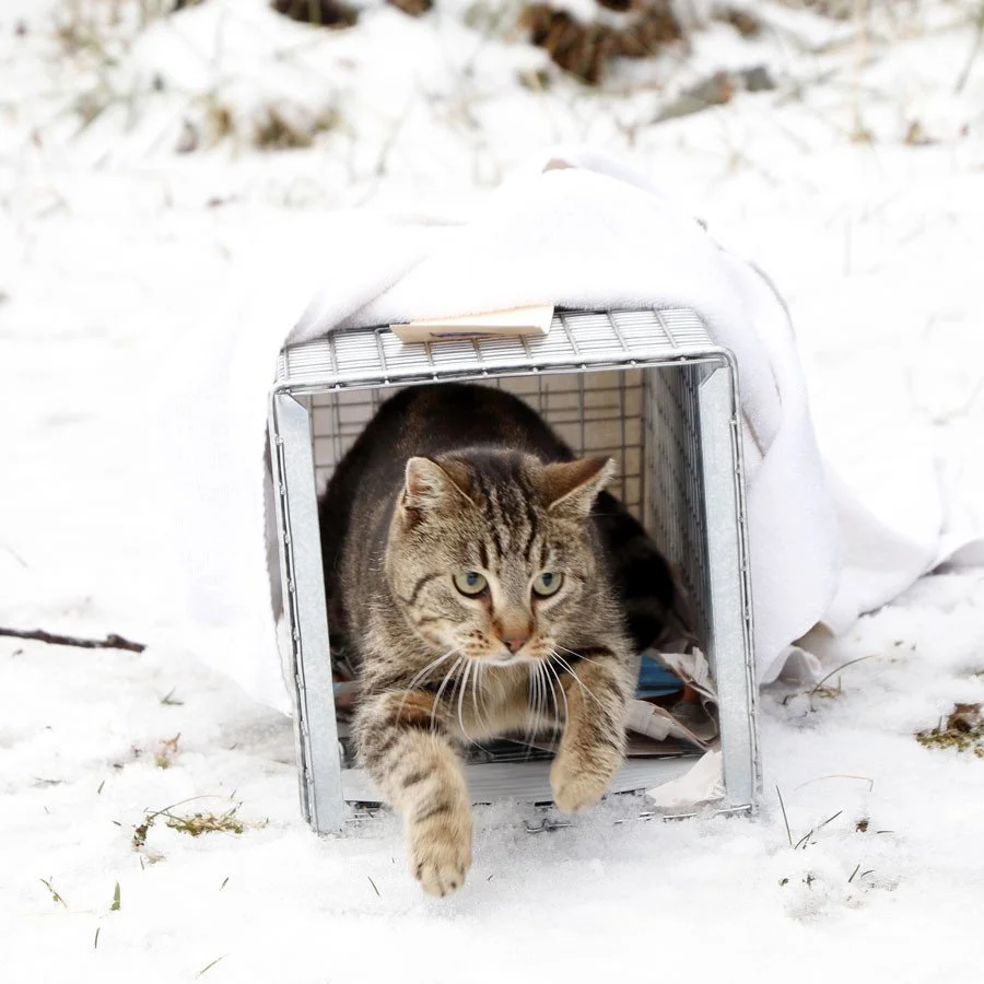 How to Trap Neuter Release (TNR) During Winter Time 