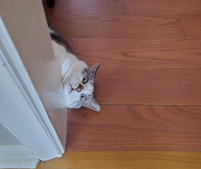 Move Over Garfield: Meet Panzer, Reading PA’s 27-Pound Cat Celebrity