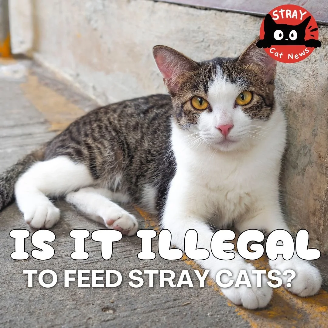 Is It Illegal to Feed Stray Cats in Pennsylvania?