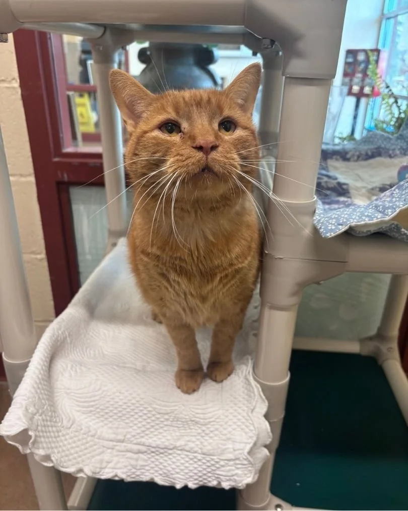 Beaver County Humane Society (Aliquippa  Beaver County, PA)