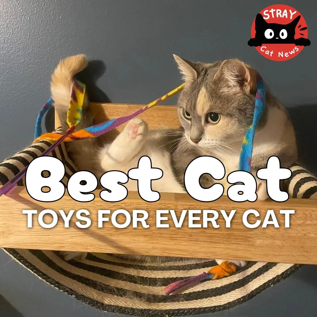 best cat toys for every cat .jpg